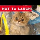Super FUNNY DOG AND CAT ANIMAL VIDEOS – Watch and DIE FROM LAUGHING