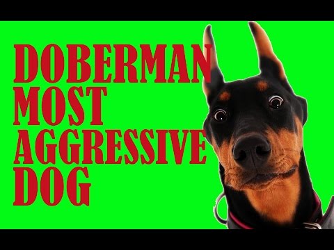 Doberman most aggressive dog – Funny doberman dog video
