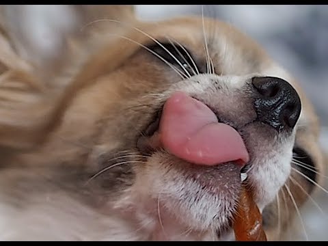 Funny Dogs Compilation 2017 | Best Funny Dog Videos