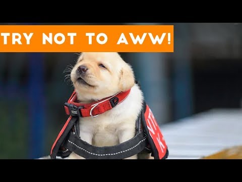 Try Not to AWW! at These Cute and Funny Animals | Funny Pet Videos