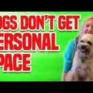 Dogs Don’t Get Personal Space | Funny Dog Compilation