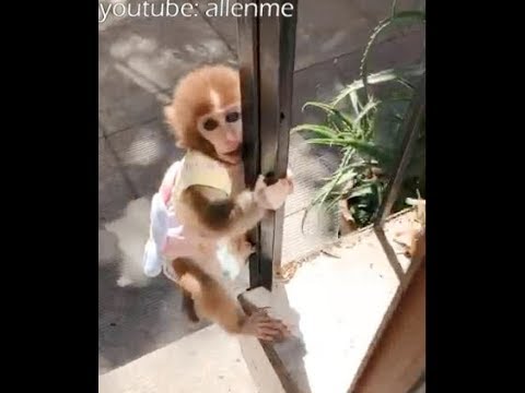 Funny pocket monkey and dog-Cute animal video 2017