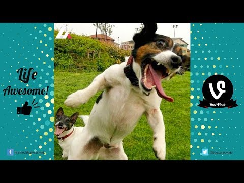 Funny Animal 2017 Try Not to Laugh or Grin Funny Cat and Dogs Compilation 2017