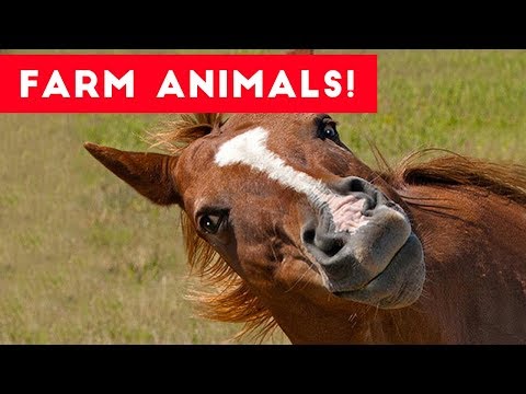 The Funniest Farm Animals Home Video Bloopers of 2017 Weekly Compilation | Funny Pet Videos