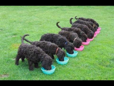 Best Of Funniest And Cutest Poodle Videos 2017 – Funny Dogs Compilation |Funny Animals