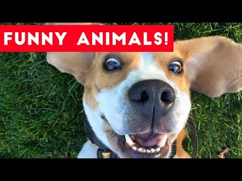 Funniest Pets of the Week Compilation August 2017 | Funny Pet Videos