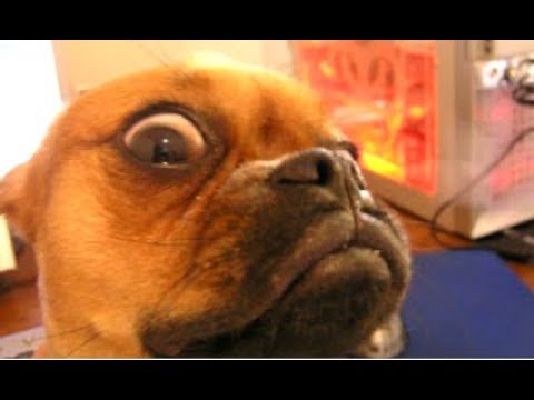 Top 10 Funny Dog Videos – Funny Dogs 2017