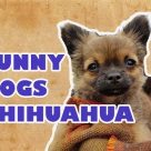 Funny Dogs Chihuahua Videos 2017 Compilation # 10 – Funny Animals