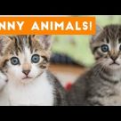 Funniest Pets of the Week Compilation September 2017 | Funny Pet Videos