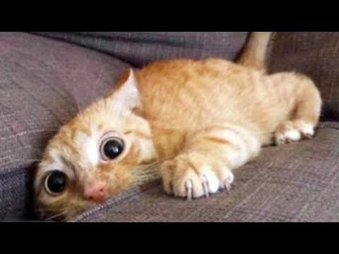 LAUGH UNSTOPPABLE at FUNNY ANIMALS – Super FUNNY ANIMAL videos