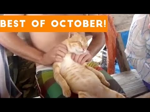 Funniest Pet Reactions & Bloopers of October 2017 | Funny Pet Videos