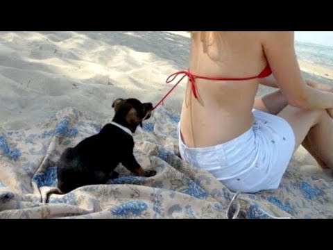 TOP HIGHLIGHTS of FUNNY PUPPIES that will make you LAUGH – Funny DOG compilation
