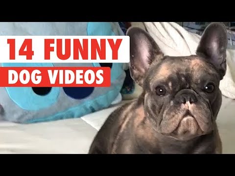 14 Funny Dogs Video Compilation 2017