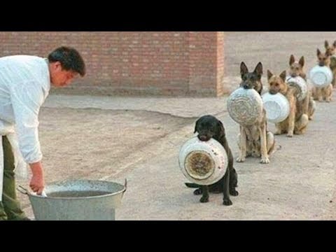 Try Not To Laugh Funny Dogs Video Compilation 2017 | Best Funny Animals Vines by Life Awesome