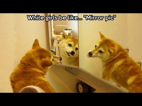 Funny  Dogs Reaction With Mirrors | Cute Dogs in Mirror| Top Dog Video Compilation