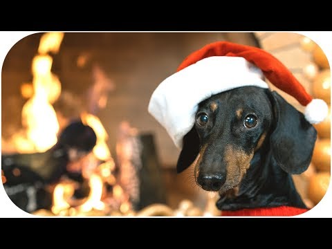 DOG meet CHRISTMAS! Cute and funny animal video!