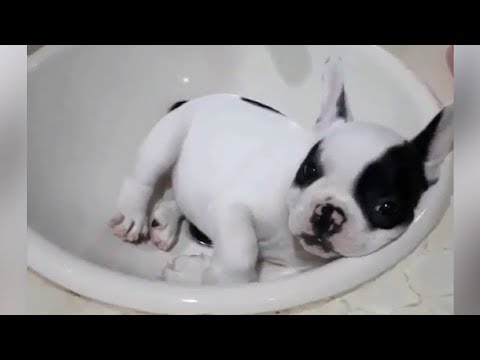 Funniest & Cutest French Bulldog puppies Videos Compilation 2018 | Funny DOG vines compilation #331