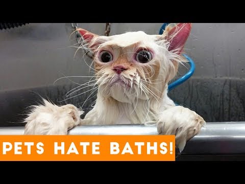 Funniest Pets Hate Taking Baths Home Videos of 2017 Compilation | Funny Pet Videos