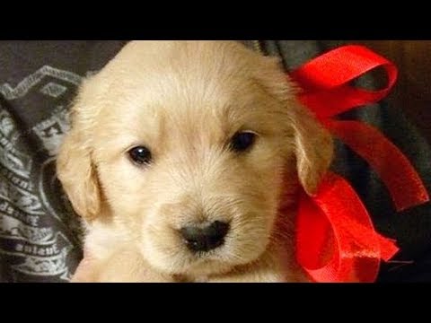 Cute and funny dog videos – Funny puppies compilation!