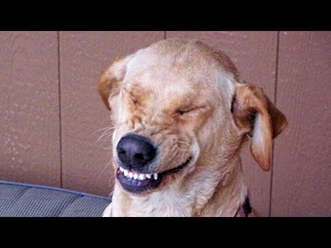 Funny Guilty Dogs Compilation NEW