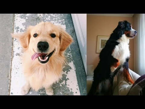 Funny Dogs Video Compilation 2018 #10