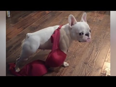 Funniest & Cutest French Bulldog puppies Videos Compilation 2018 | Funny DOG vines compilation #377