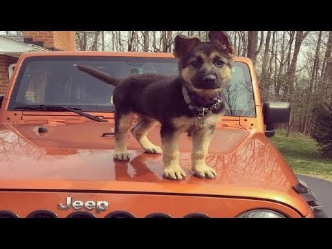 Funniest & Cutest German Shepherd Puppies #10 – Funny Dogs Compilation 2018
