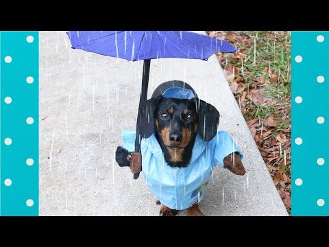 Try Not To Laugh: Funny Dogs Reaction to Rain |Top Dogs Video Compilation