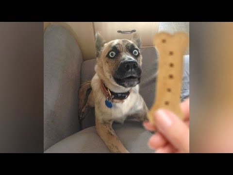 DOGS, super FUNNY, you will LAUGH! – Funny DOG VIDEOS compilation