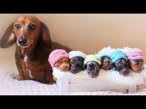 Dog Love 🔴 Cute and Funny Dog Videos Compilation (2018) Perros Adorables Video Recopilación