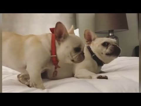 Funniest & Cutest French Bulldog Videos | Funny DOG Compilation #432