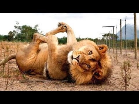 Animals Doing Things 🔴 Funny Cat & Dog Videos Compilation (2018) Animales Haciendo Cosas Videos