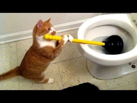 Animals Doing Things #7 🔴 Funny Cat & Dog Videos Compilation (2018) Animales Haciendo Cosas Videos