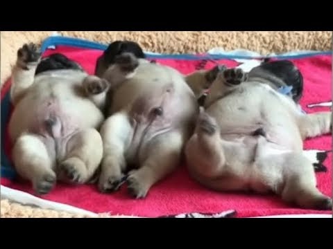 Funniest Bulldog Copy Funniest & Cutest French Bulldog Videos | Funny DOG Compilation #449
