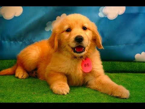 Funny Dogs Compilation 2018 – Funny Dog Videos – Cute Dogs Video