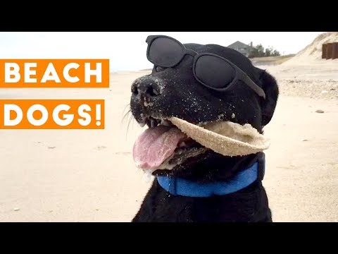 Funniest Dogs at the Beach Compilation 2018 | Funny Pet Videos