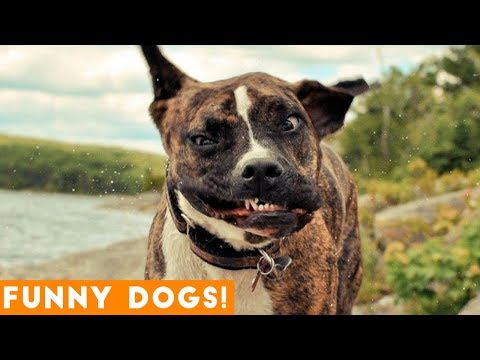 Ultimate FUNNY DOGS & CUTE PUPPIES of 2018 | Try Not to Laugh Animals & Pets Compilation