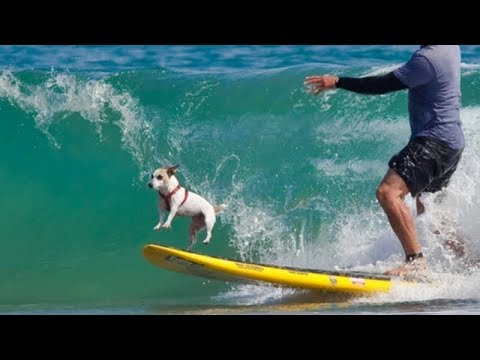 You will be WOWED, these DOGS ARE BETTER AT SPORTS THAN YOU! – Funny DOG VIDEOS