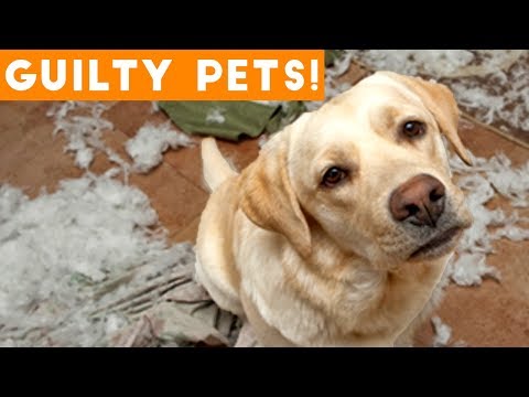 Funniest Guilty Pet Videos Weekly Compilation 2018 | Funny Pet Videos