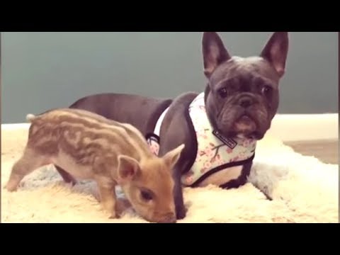 Funniest & Cutest French Bulldog Videos | Funny DOG Compilation #434