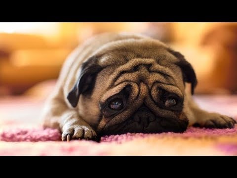 Funniest and Cutest Pug Dog Video Compilation #9 – The Cutest Pug Ever