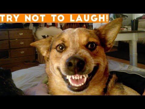 Try Not To Laugh Funniest Animal Compilation 2018 | Funny Pet Videos