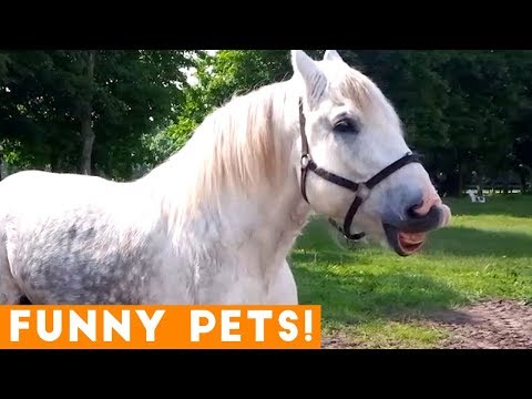 Funniest Pets & Animals of the Week Compilation May 2018 | Hilarious Try Not to Laugh Animals Fail
