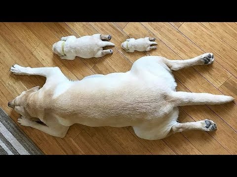 Dog Love #6 🔴 Cute and Funny Dog Videos Compilation (2018) Perros Adorables Video Recopilación