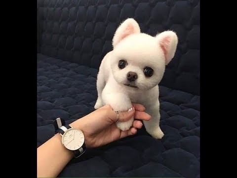♥Cute Dogs and Cats Doing Funny Things 2018♥ #82 – CuteVN