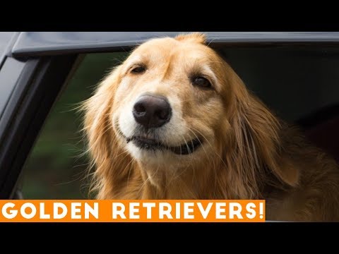 The Funniest & Cutest Golden Retriever Compilation of 2018 | Funny Pet Videos