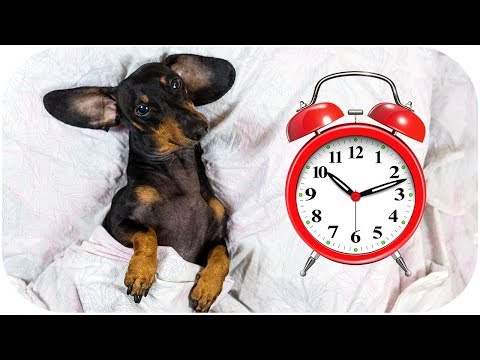 Just 5 minutes more! Funny dachshund dog video!