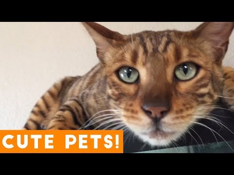 Cutest Pets of the Week Compilation May 2018 | Funny Pet Videos