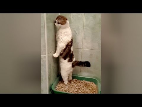 SUPER WEIRD CATS that will totally CONFUSE YOU! – Extremely FUNNY CAT VIDEOS compilation