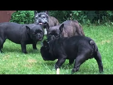 Funniest & Cutest French Bulldog puppies Videos Compilation 2018 | Funny DOG compilation #466